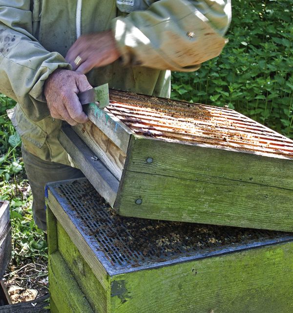 Be generous with supers – the space is needed more for the bees than the honey
